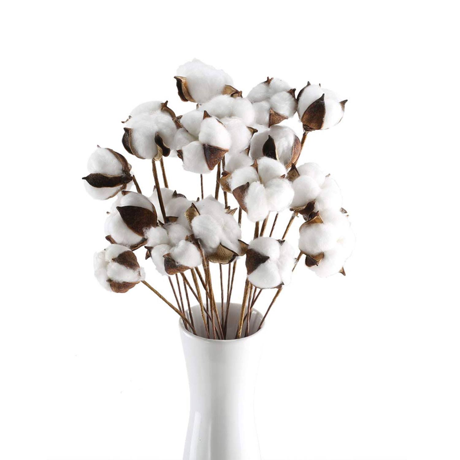 Dried Cotton Stem