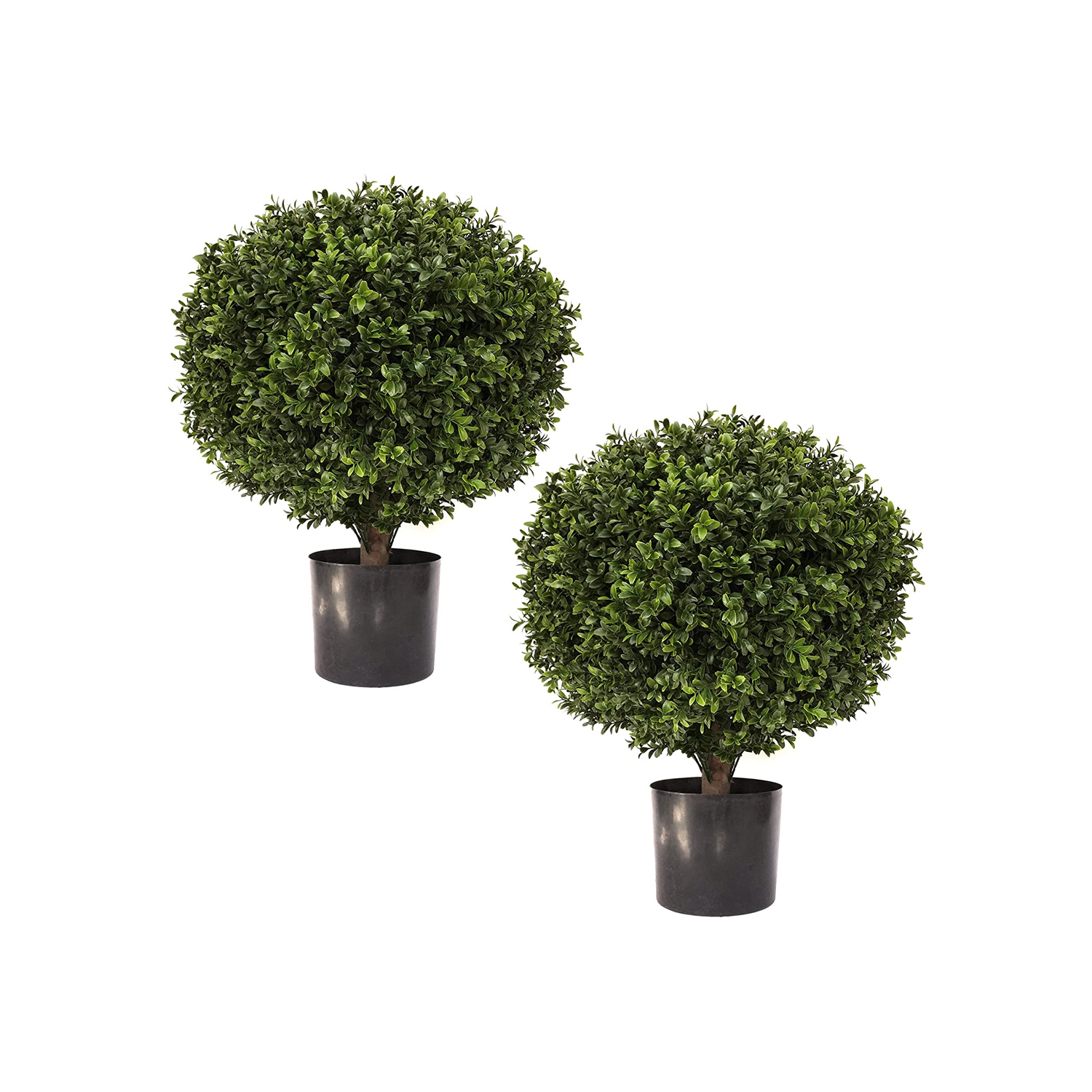 24" Tall Boxwood Trees